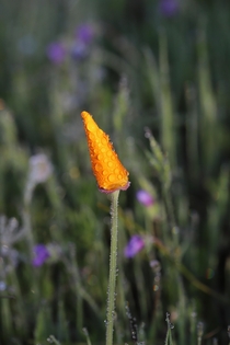 California Poppy Eschscholzia californica Long Ridge Open Space Preserve California 