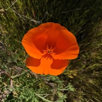 California poppy Eschscholzia californica near Pinnacles California 