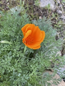 California Poppy Eschscholzia californica on the trail this morning