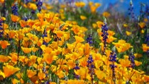 California Poppy Flowers in the Sonoran Desert 