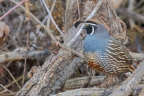 California Quail from the Bitterroot Valley of Montana 