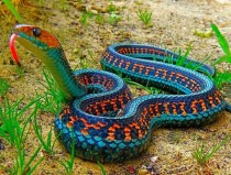 California Red-Sided Garter Snake 