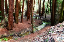 California Redwoods FTW 