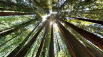 California RedwoodsSequoia sempervirens
