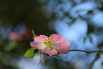 California Wild Rose Rosa californica Skyline Ridge Open Space Preserve California 