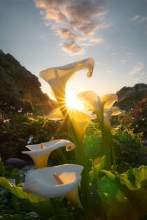 Calla Lilly Flowers of Big Sur California 