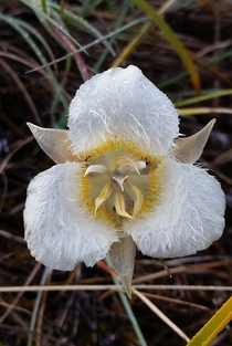 Calochortus subalpinus Subalpine Mariposa lily