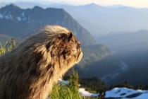 Came across this marmot on Mt Rainier  months ago 