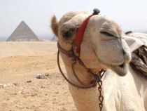 Camel in Egypt And behind me to my right youll see this lovely pyramid 