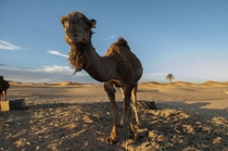 Camel in Morocco 
