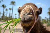 Camel in Morocco x