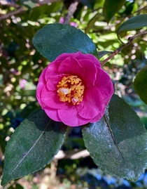Camellia at Descanso Gardens 