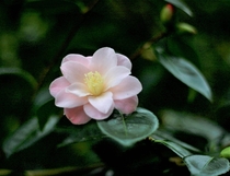 Camellia Berenice Boddy
