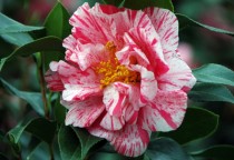 Camellia japonica Mrs Nellie Eastman 