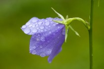 Campanula flower after rain 