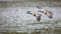 Canada Geese coming in for a landing