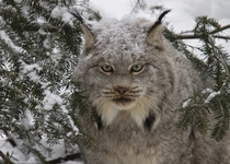 Canada lynx Lynx canadensis in snow 