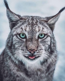 Canada lynx Lynx canadensis Yellowstone National Park