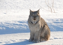 Canada lynx lynx canadesis 