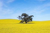 Canola field in Barossa Valley South Australia
