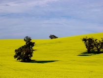 Canola fields Barossa Valley Australia 