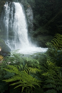 Cant beat lush green ferns and towering waterfalls 
