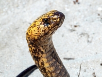 Cape Cobra Naja nivea from South Africa Dangerously venomous 