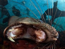 Cape Fur Seals South Africa 