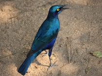 Cape Starling - South Africa 