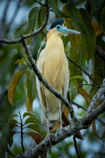Capped Heron in a tree 
