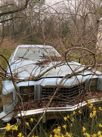 Car with a tree growing out of the hood