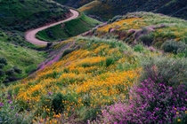 Carpets of Wildflowers Southern California Superbloom at Walker Canyon 