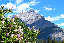 Cascade Mountain next to some blooming flowers in Banff Alberta 