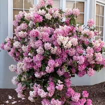 Catawba rhododendron 