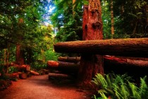 Cathedral Grove 