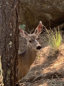 Caught a photo op with this gal who followed me a ways on my way up the Barr Trail first deer Ive seen on it 