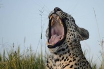 Caught a yawning leopard Panthera pardus In the Sabi Sands Reserve South Africa 