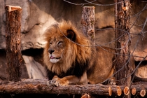 Caught this beautiful lion St Louis Zoo