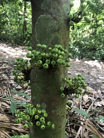 Cauliflory  Ficus variegata 