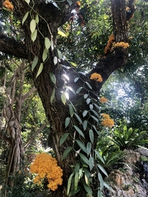 Cauliflory  Yellow Saraca Saraca thaipigensis 