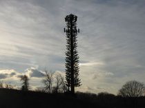 Cell phone tower in Silver Spring Maryland next to the Intercounty Connector disguised to look like a tree 