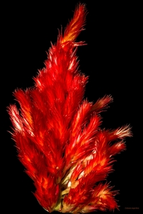 Celosia argentea 