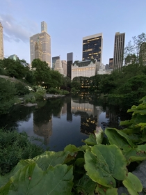 Central Park NYC One of the only peaceful places around