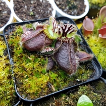 Cephalotus follicularis - Albany pitcher plant An endemic carnivorous plant species from Southwest Australia
