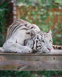 Cesar the white tiger 