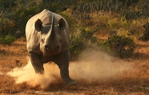 Charging Black Rhino 