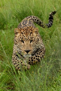 Charging leopard 