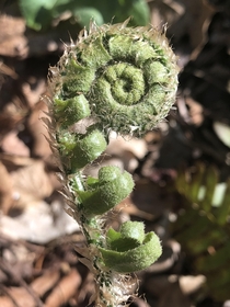 Check out this beautiful Fiddle-Head fern just starting to unfurl I love finding these every spring