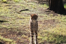Cheetah Acinonyx jubatus at the Phoenix Zoo 