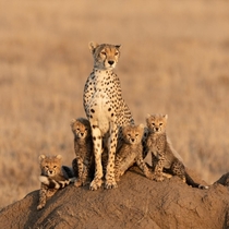 Cheetah and her brood